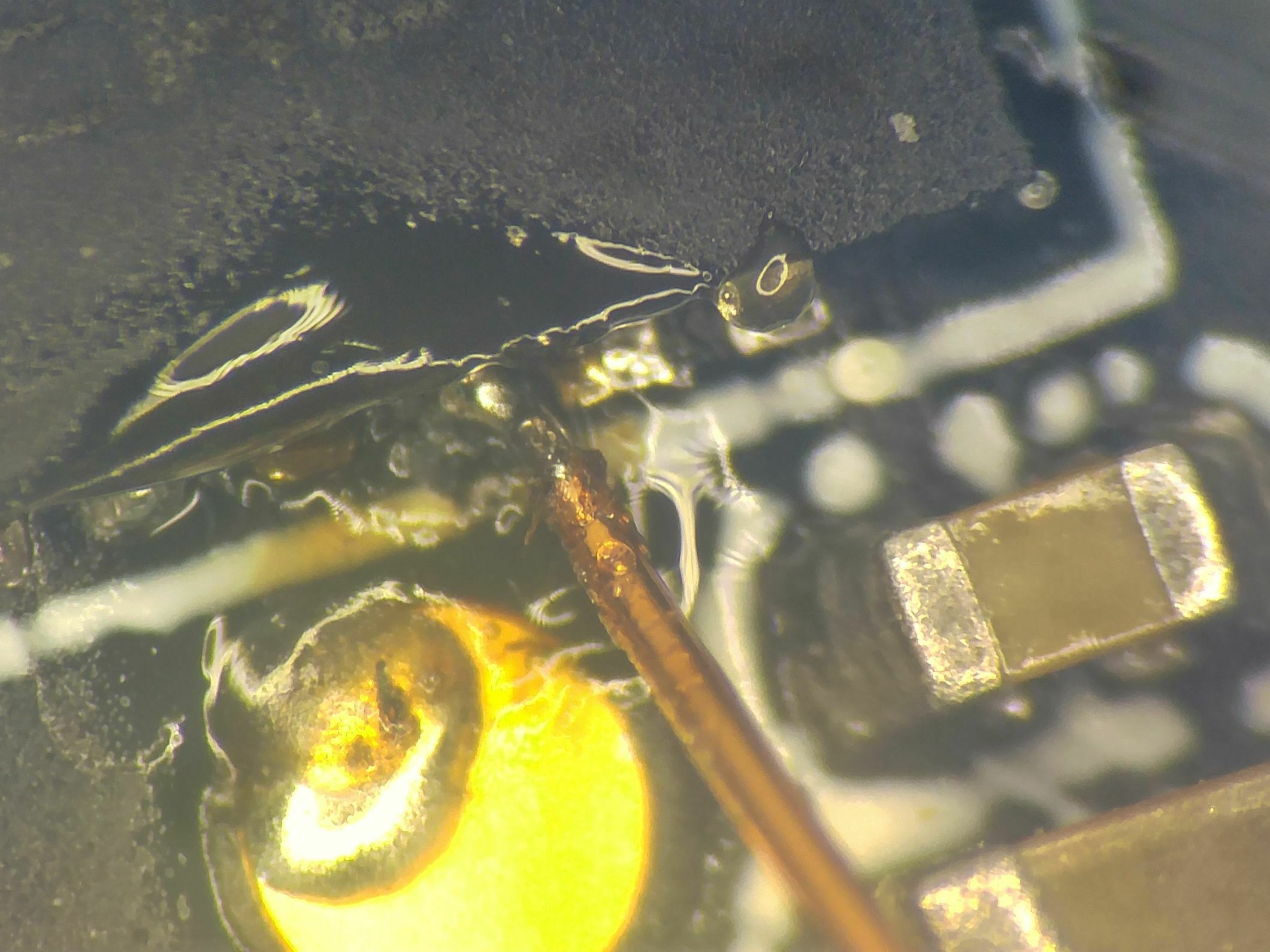 File:CrazyBeeProF4 Trashcan JTAG SWD pin.jpg